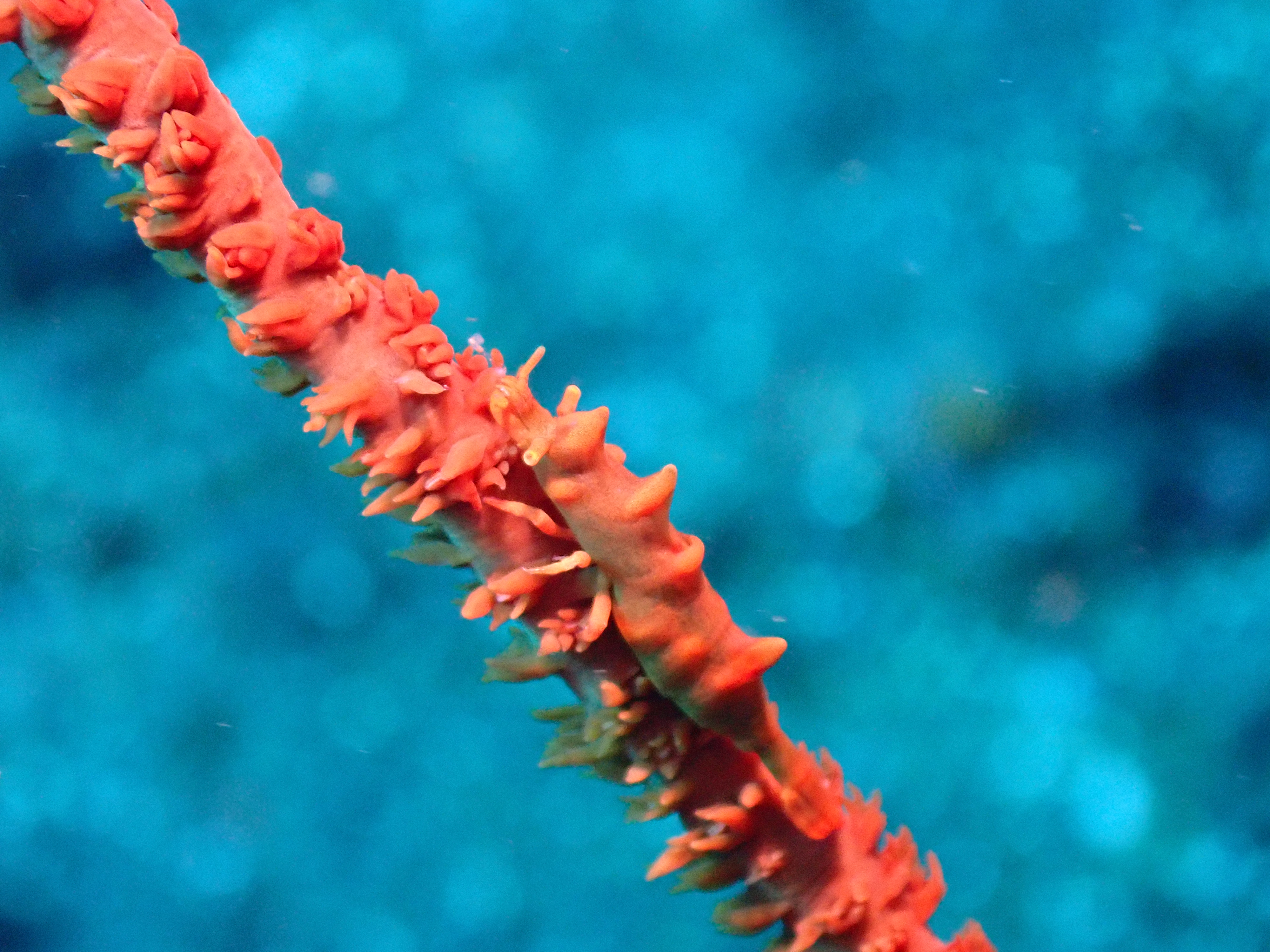 Red Sea Whip Coral (Ellisella sp.)
