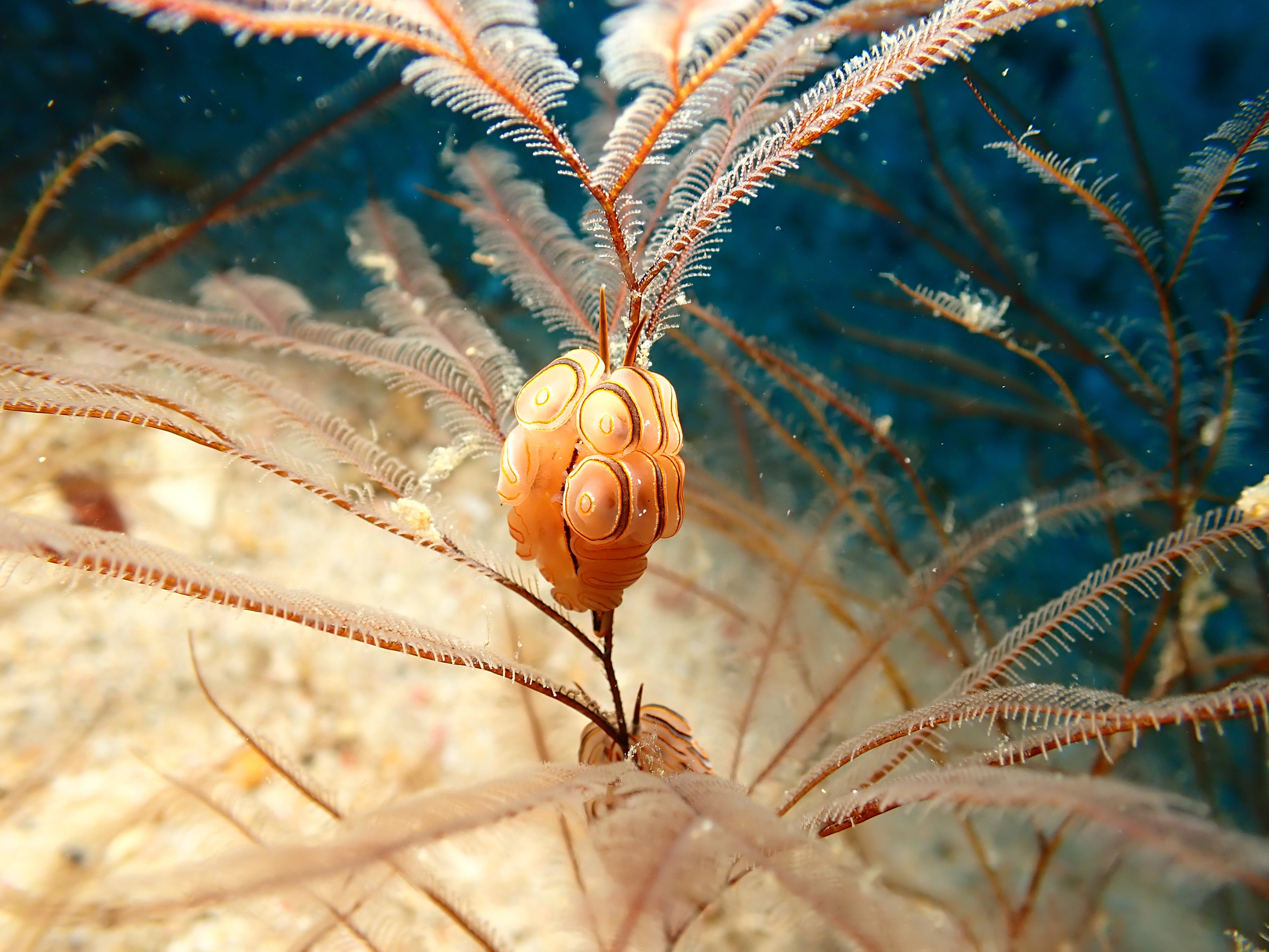Nudibranch egg ribbon Doto greenamyeri (Doto greenamyeri)
