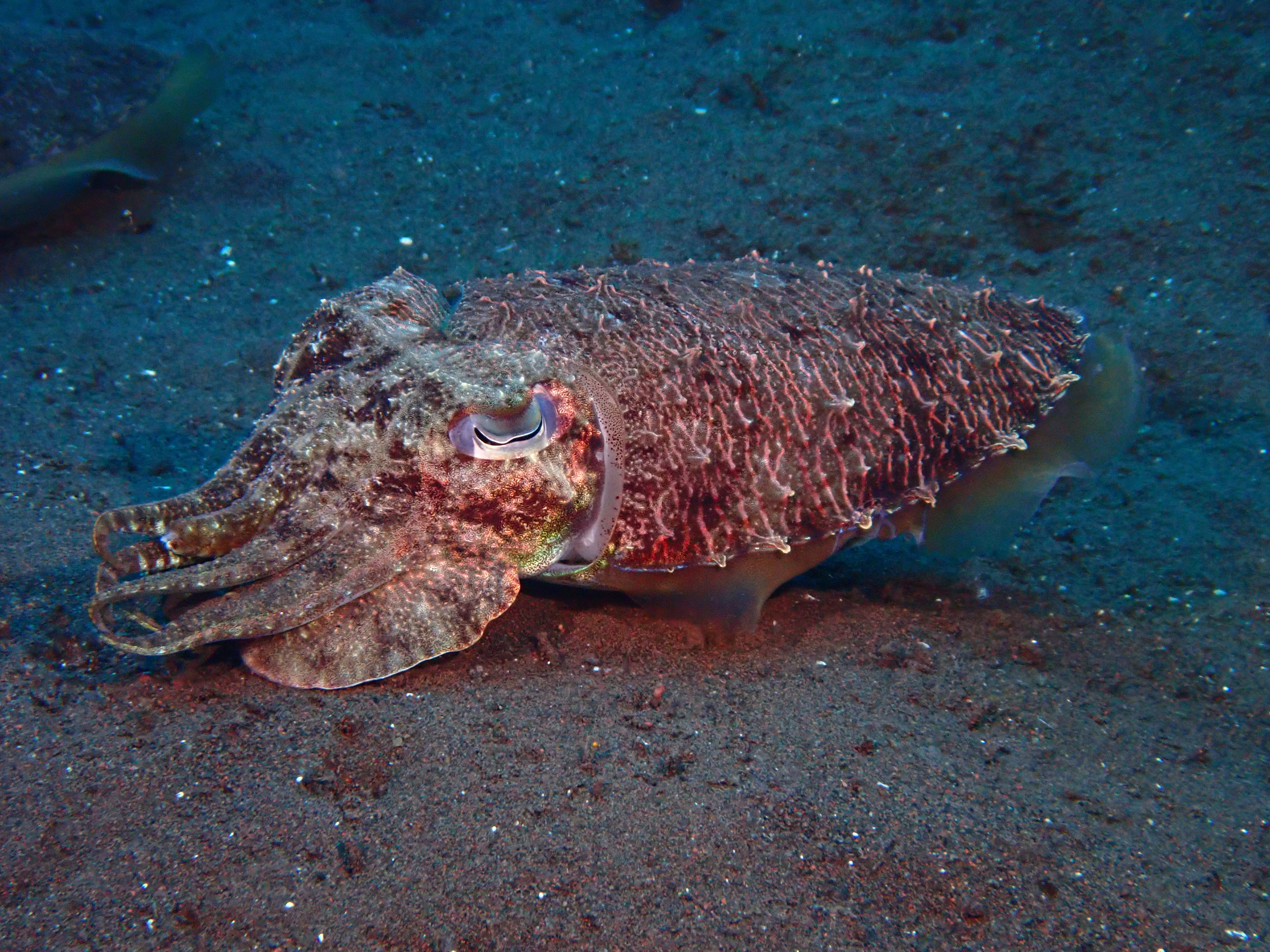 Cuttlefish (Sepia sp.)