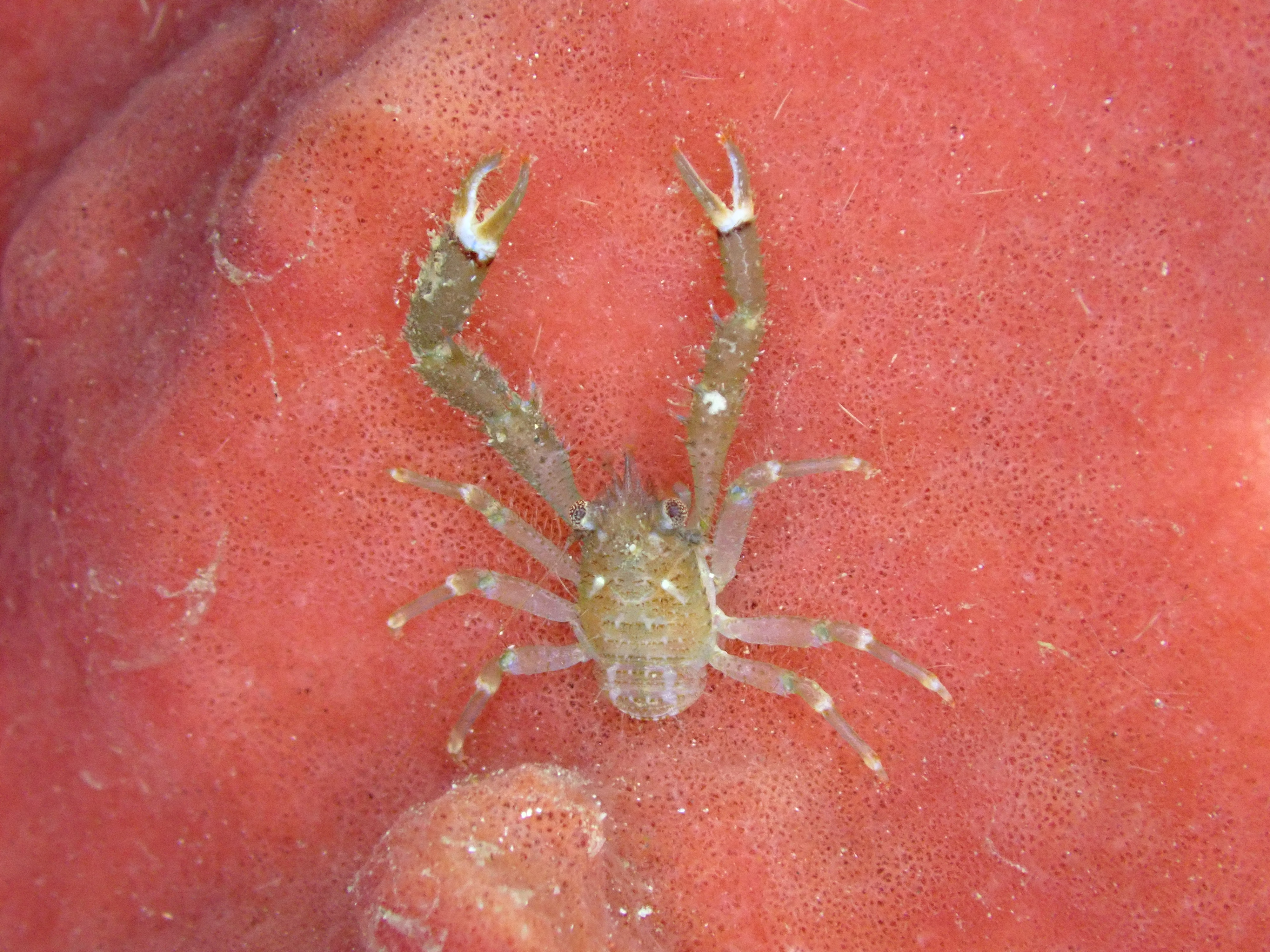 Crinoid squat lobster (Allogalathea elegans)