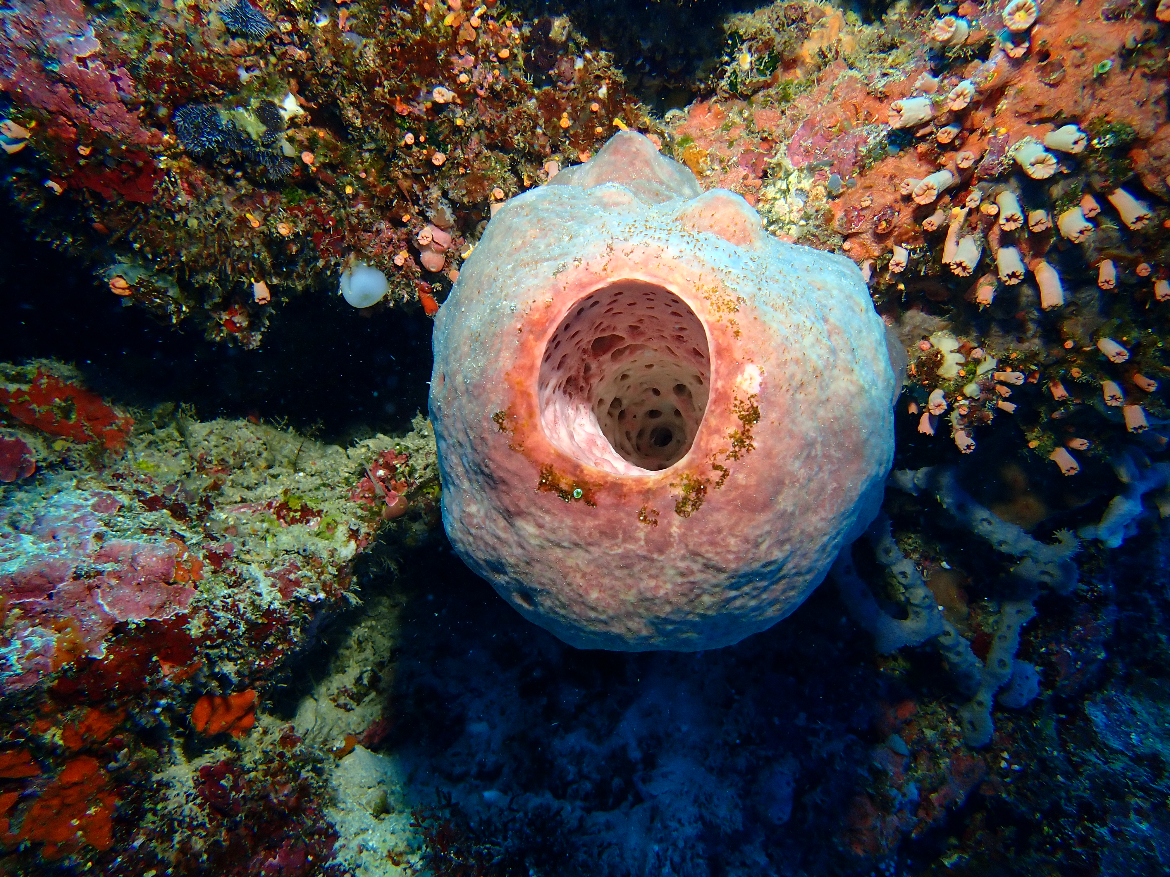 Barrel Sponge (Xestospongia muta)