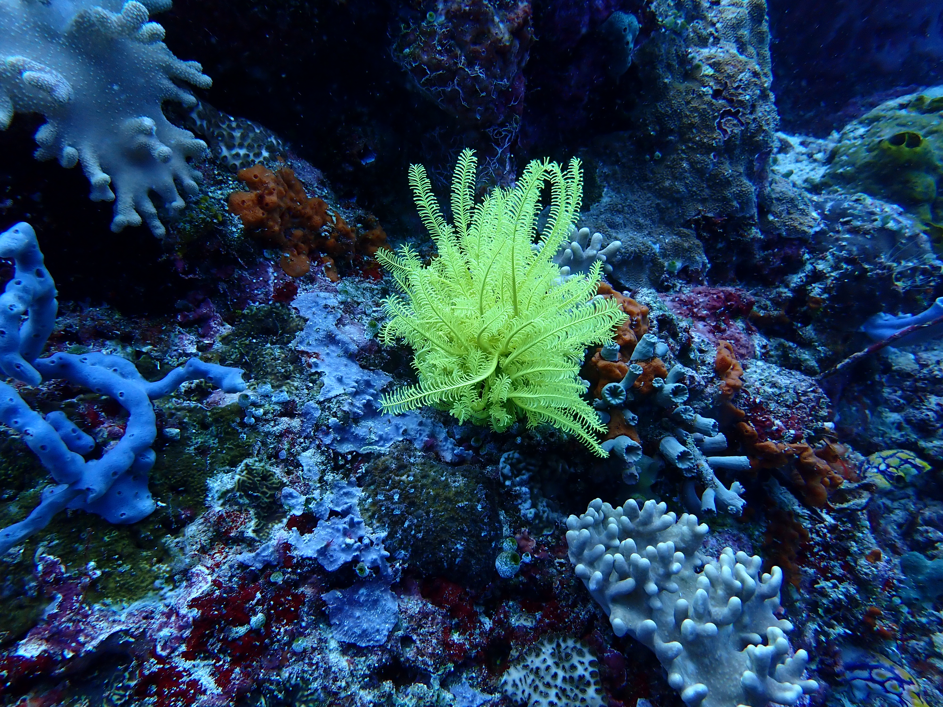 Yellow Feather Star (Himerometra robustipinna)