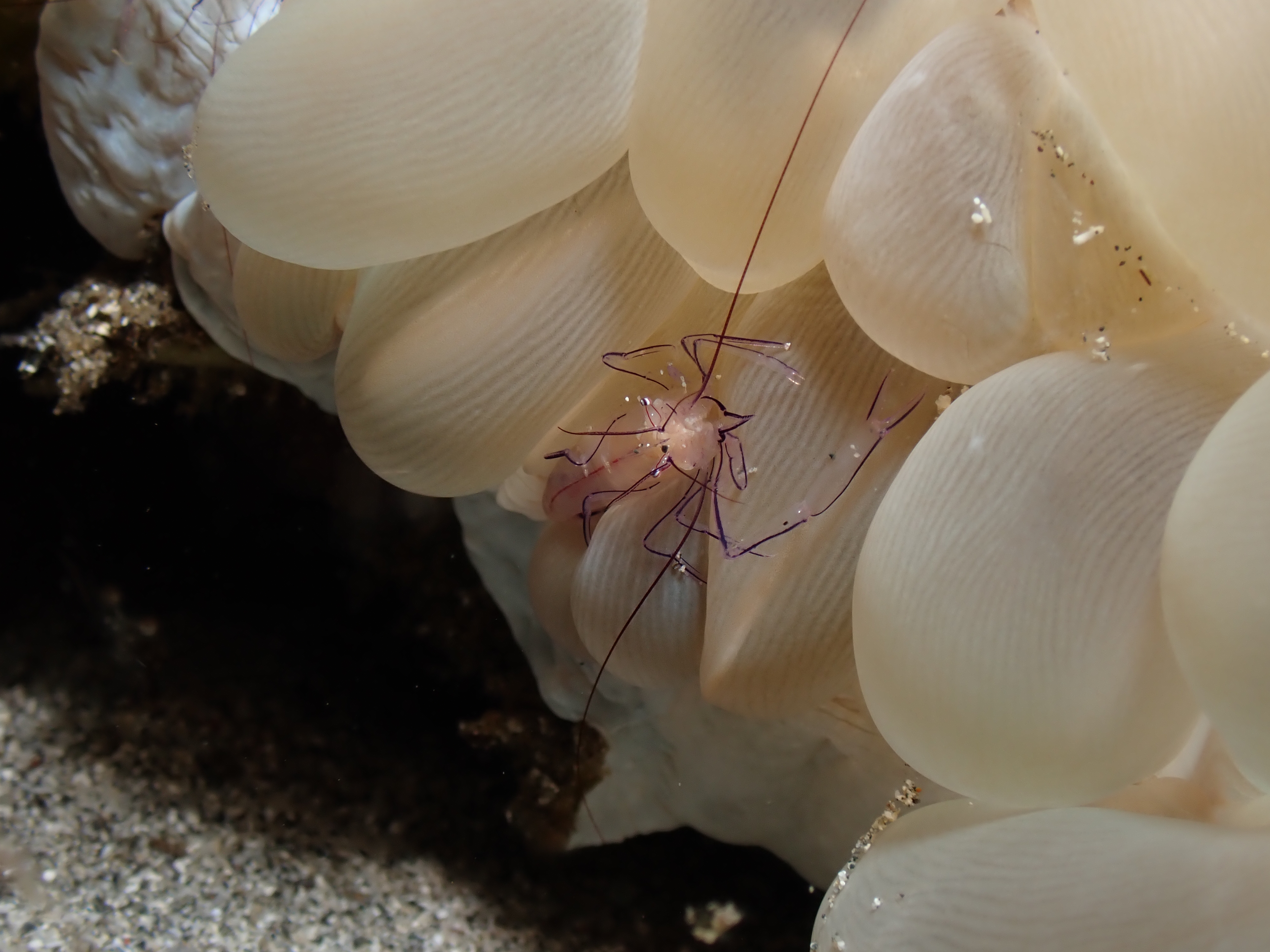 Bubble Coral (Plerogyra sinuosa)