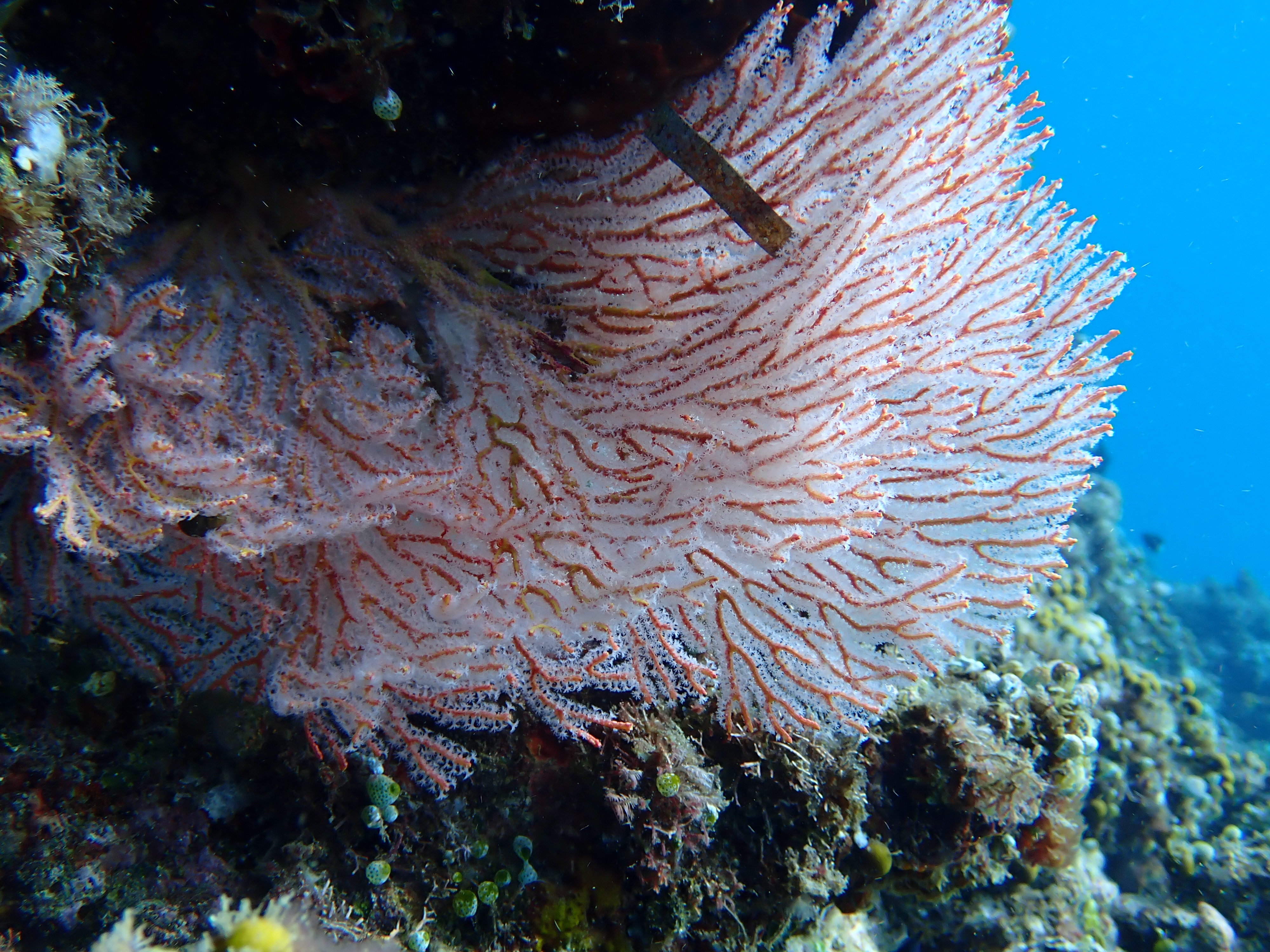 Red Sea Fan (Melithaea flabellifera)