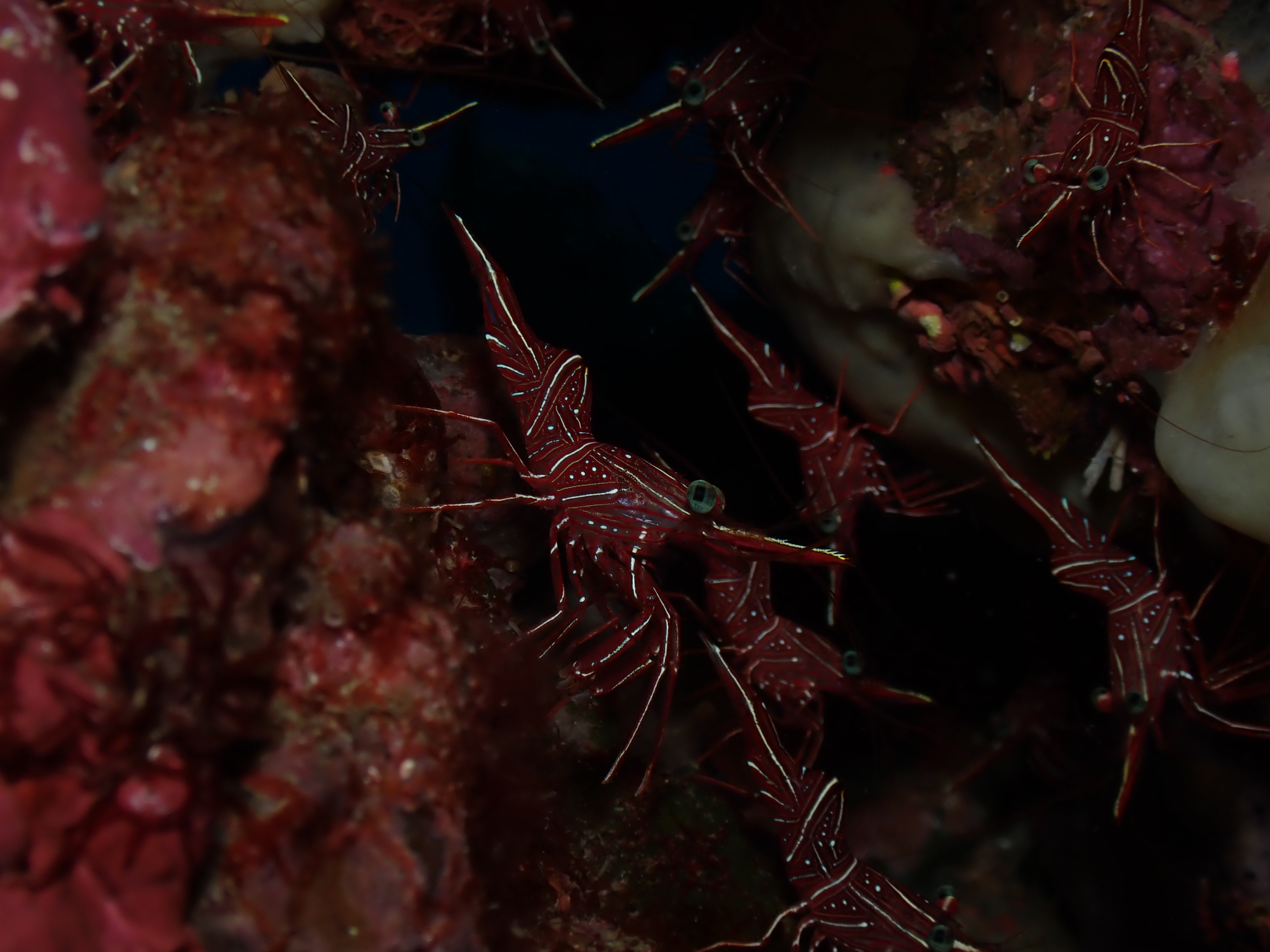 Hawaii Cleaner Shrimp (Saron marmoratus)