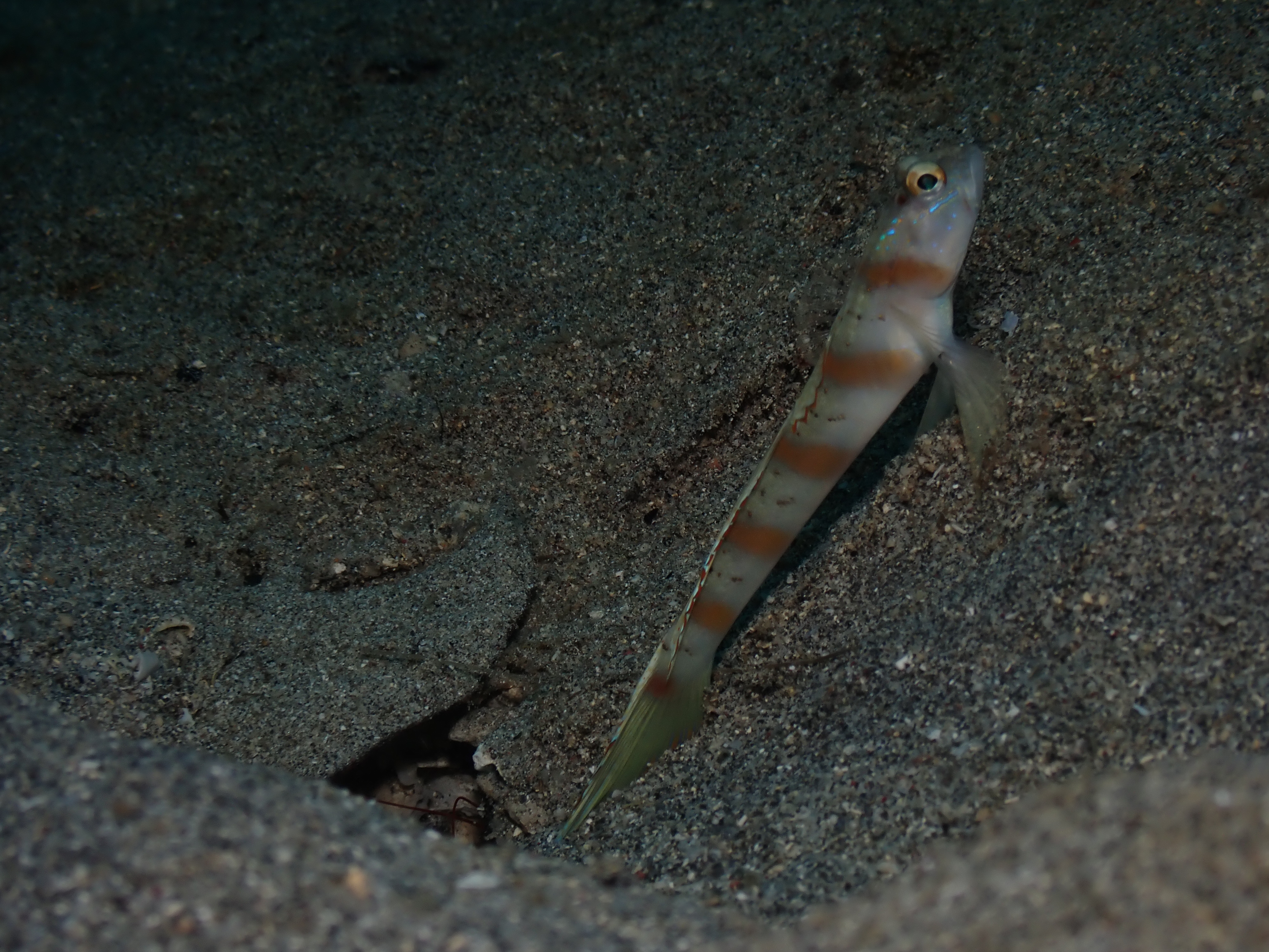 Randall's Shrimp Goby (Amblyeleotris randalli)