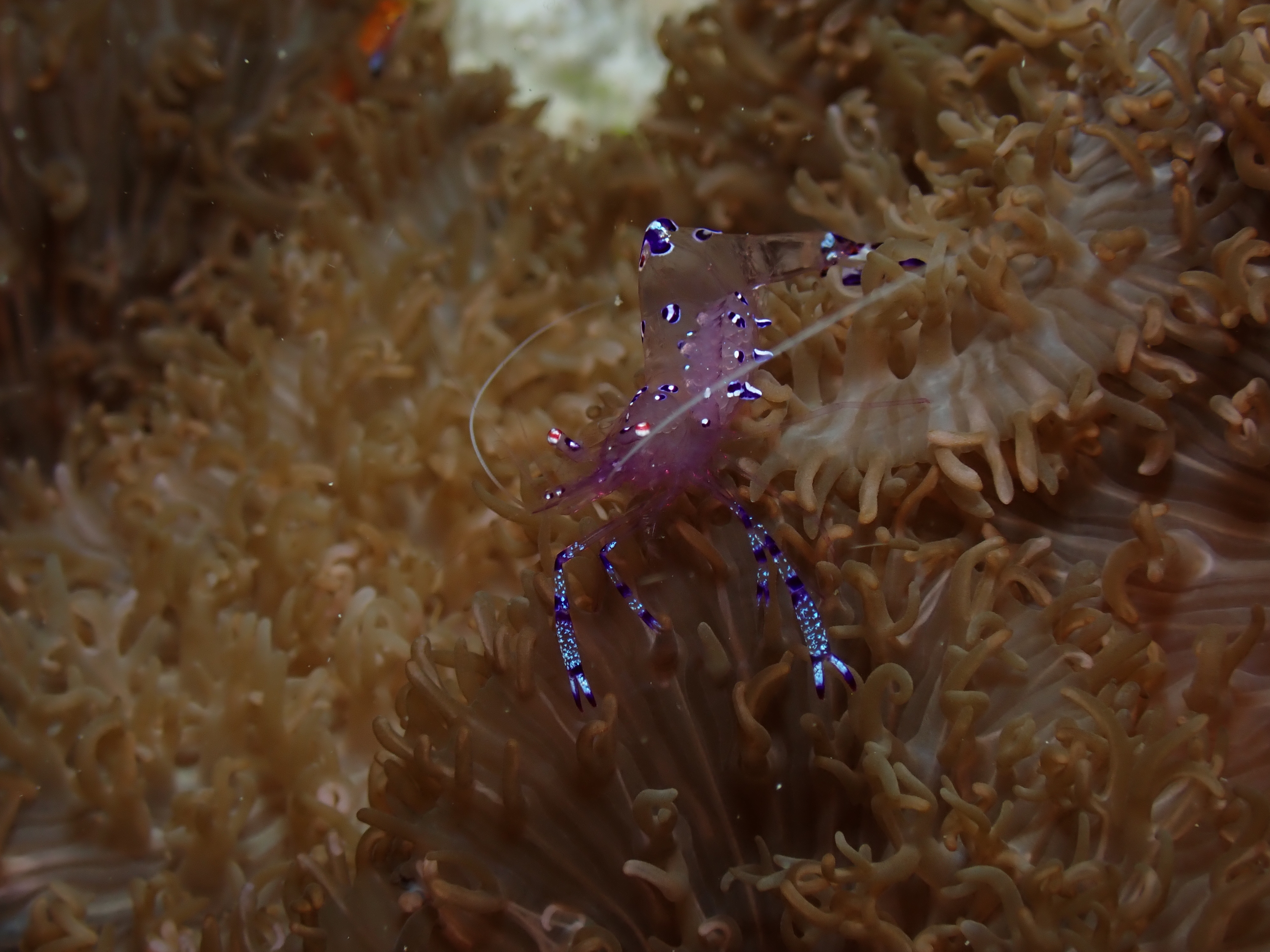Pederson's Cleaner Shrimp (Ancylomenes pedersoni)