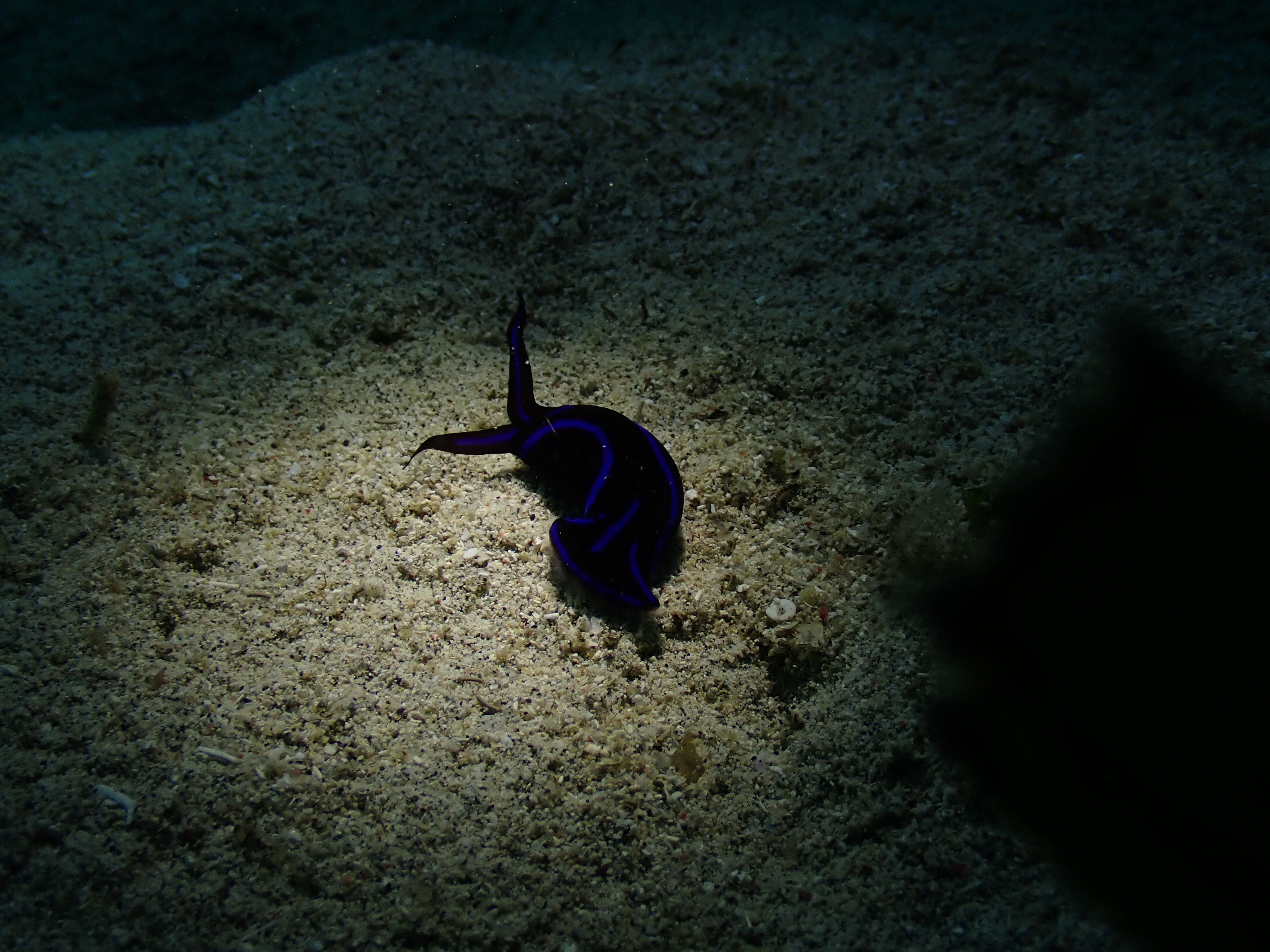 Blue Dragon Nudibranch (Pteraeolidia ianthina)