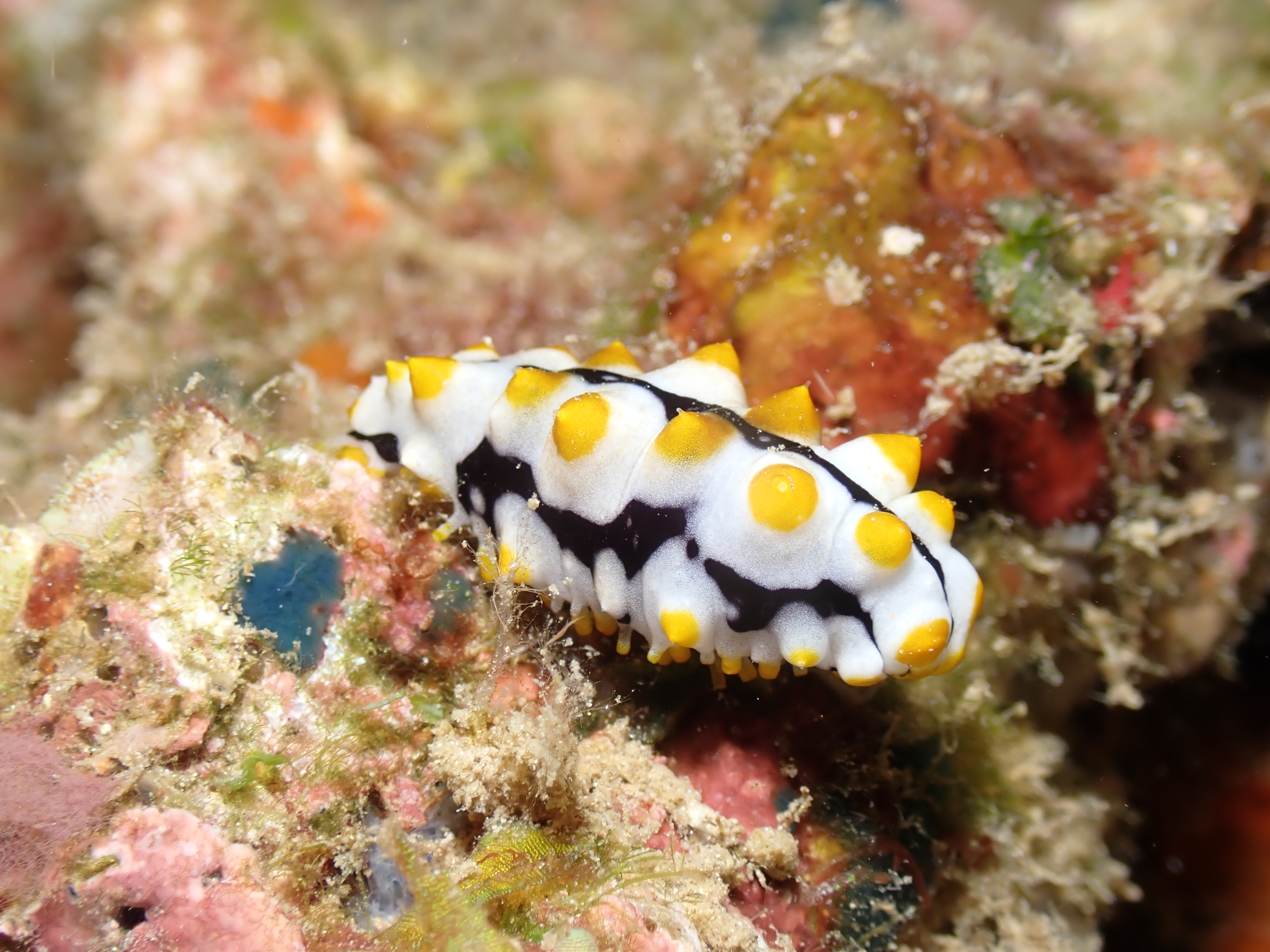 Pustulose Wart Slug (Phyllidia pustulosa)