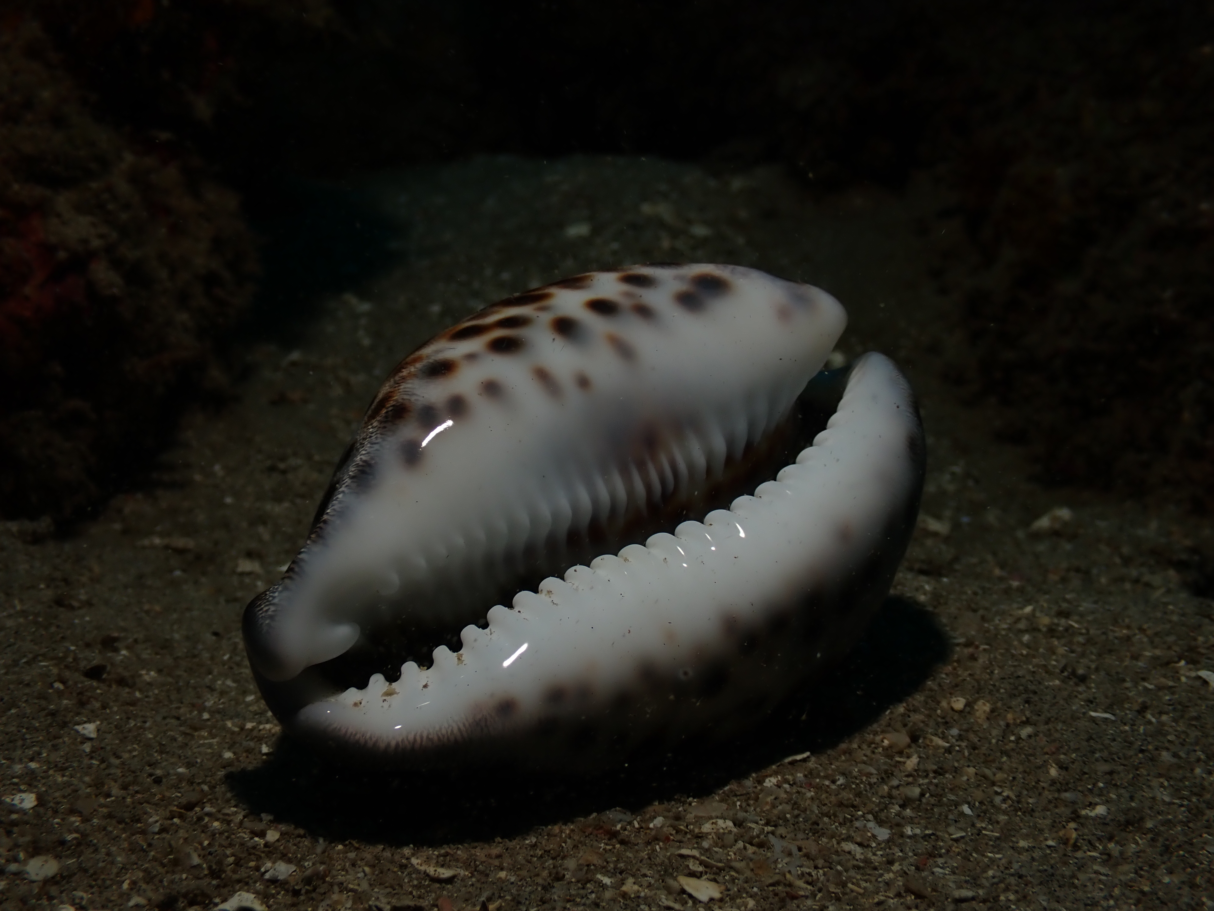 Tiger Cowry (Cypraea tigris)