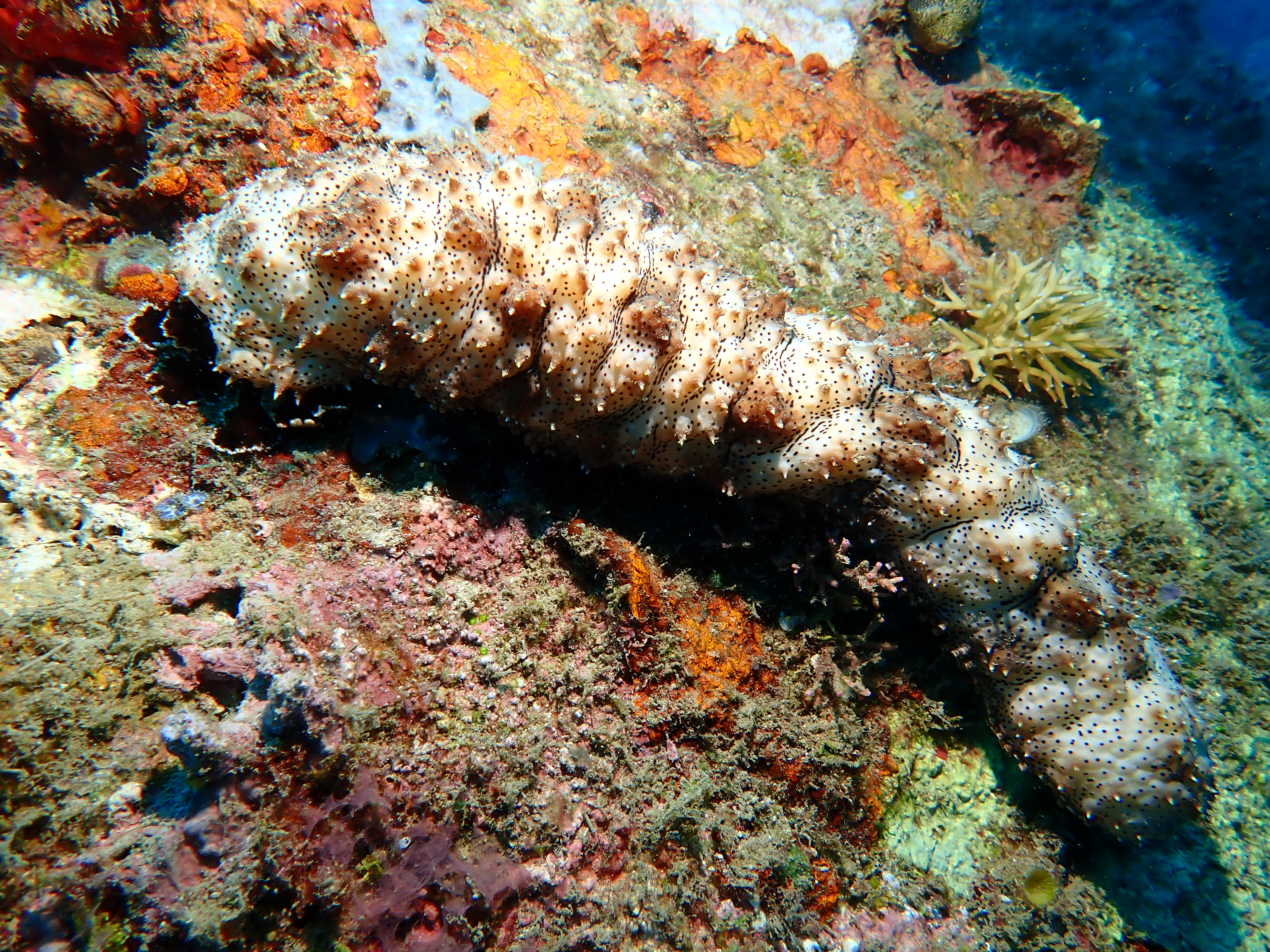 Sea Cucumber (Holothuria atra)