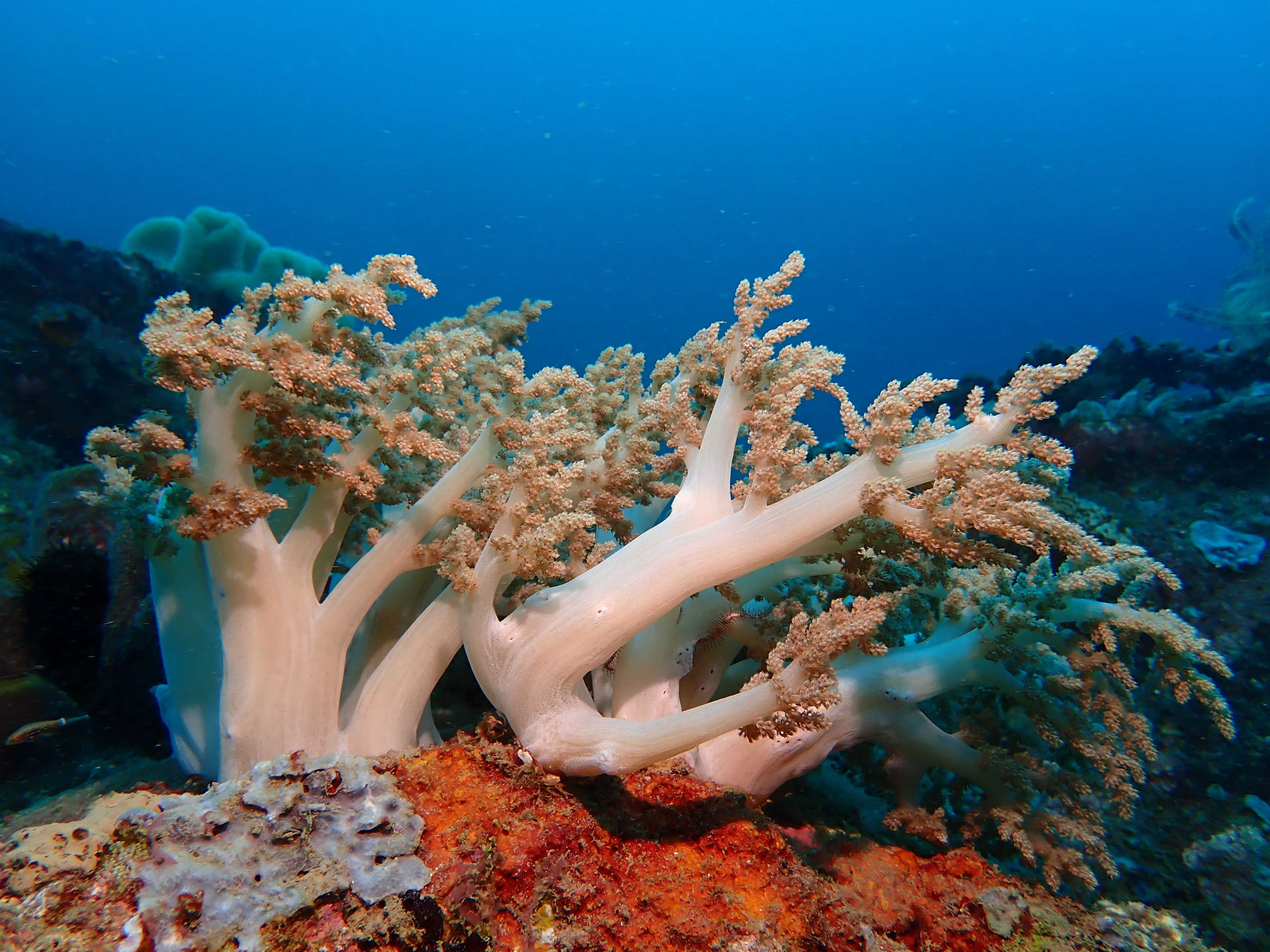Cauliflower Coral (Pocillopora)