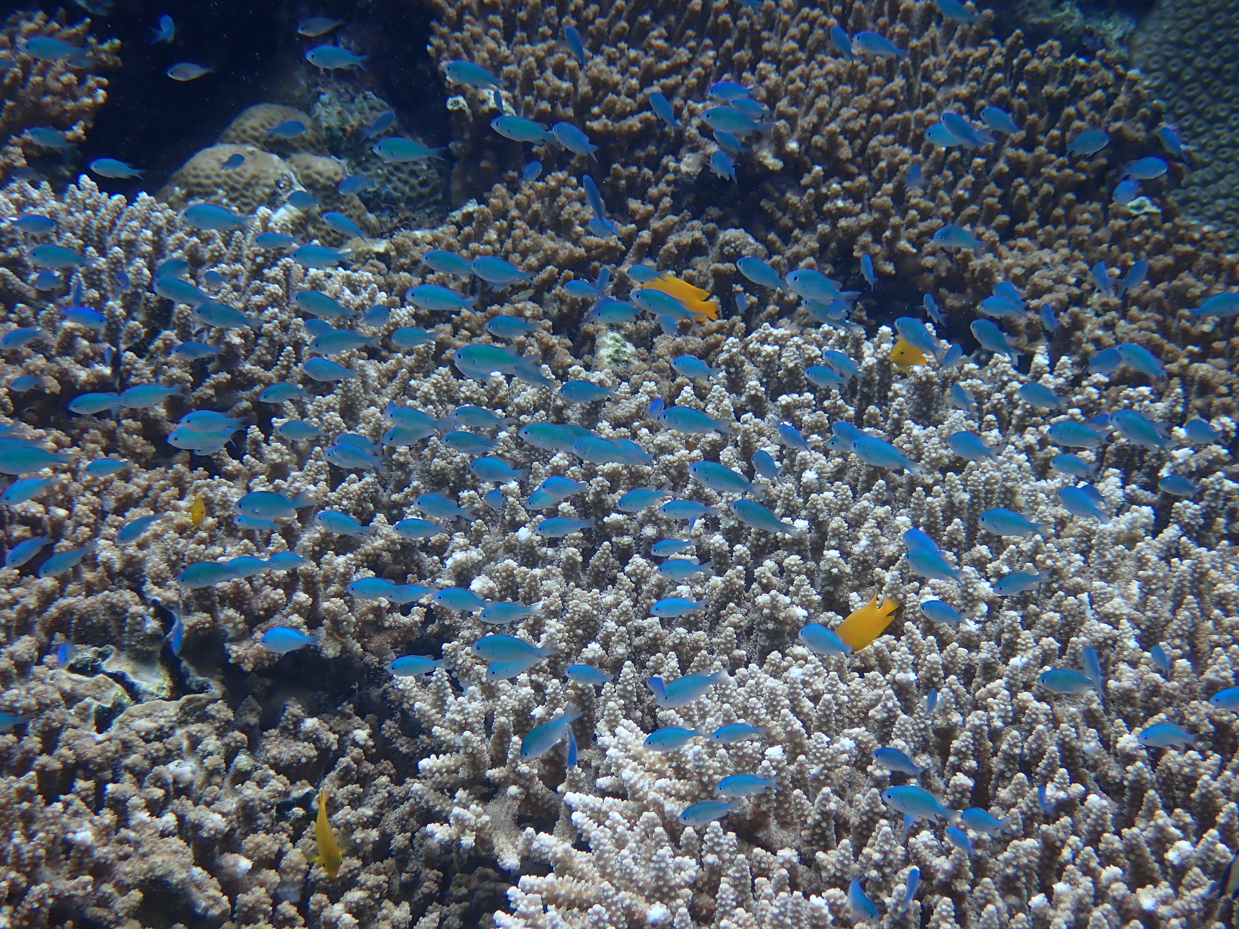 Blue Green Chromis (Chromis viridis)