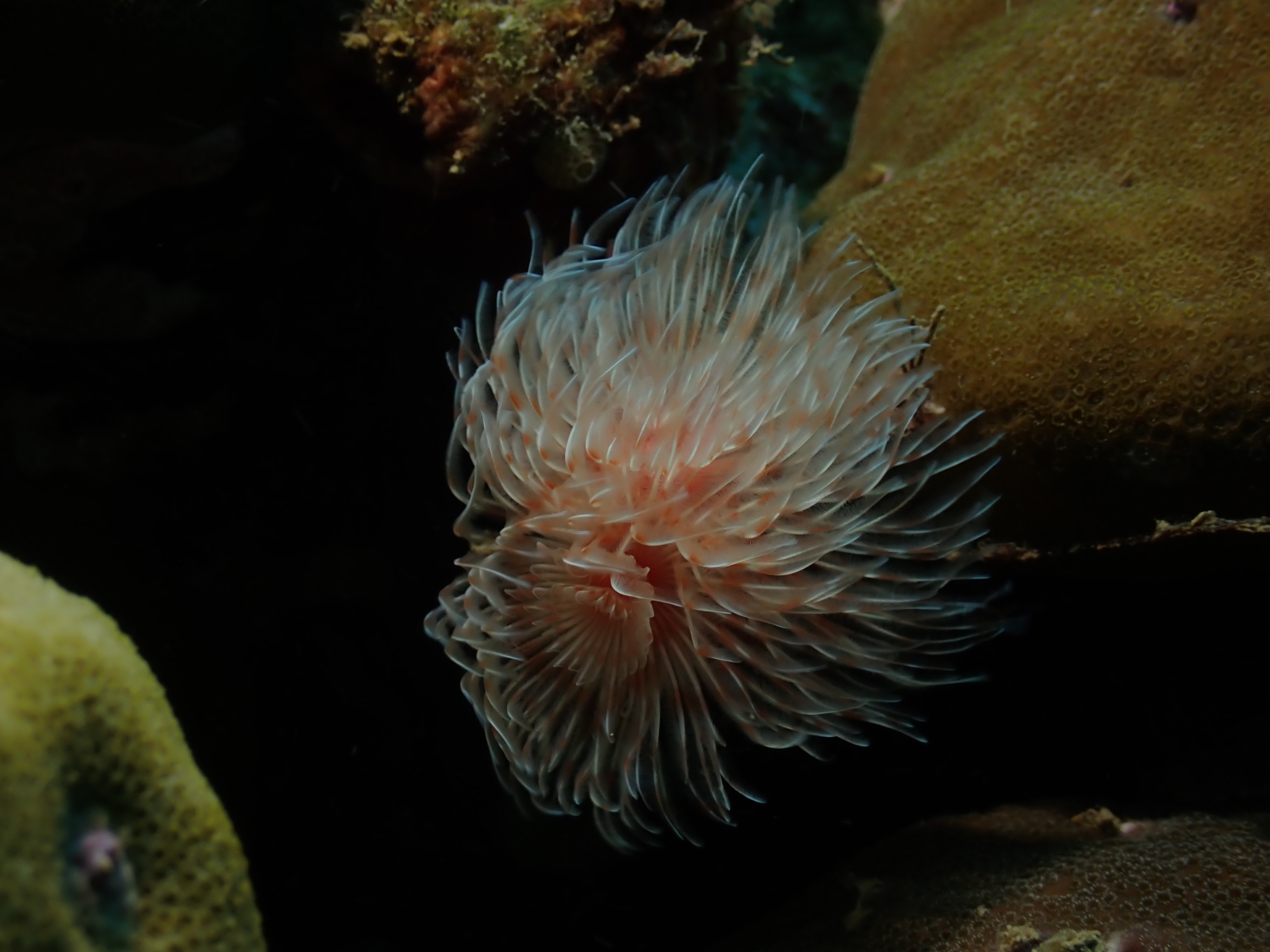 Feather Duster Worm (Sabellastarte sanctijosephi)