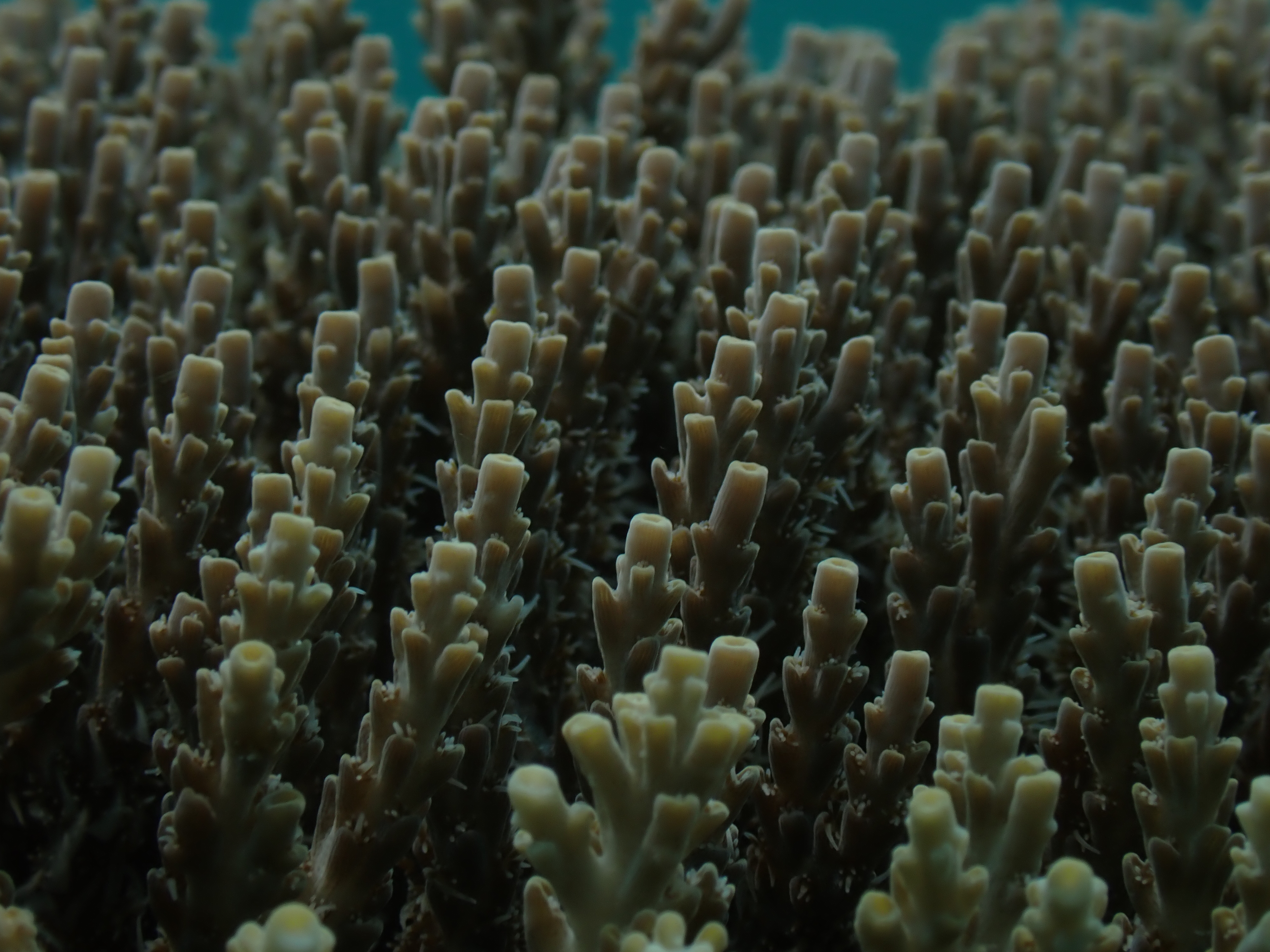 Staghorn Coral (Acropora sp.)