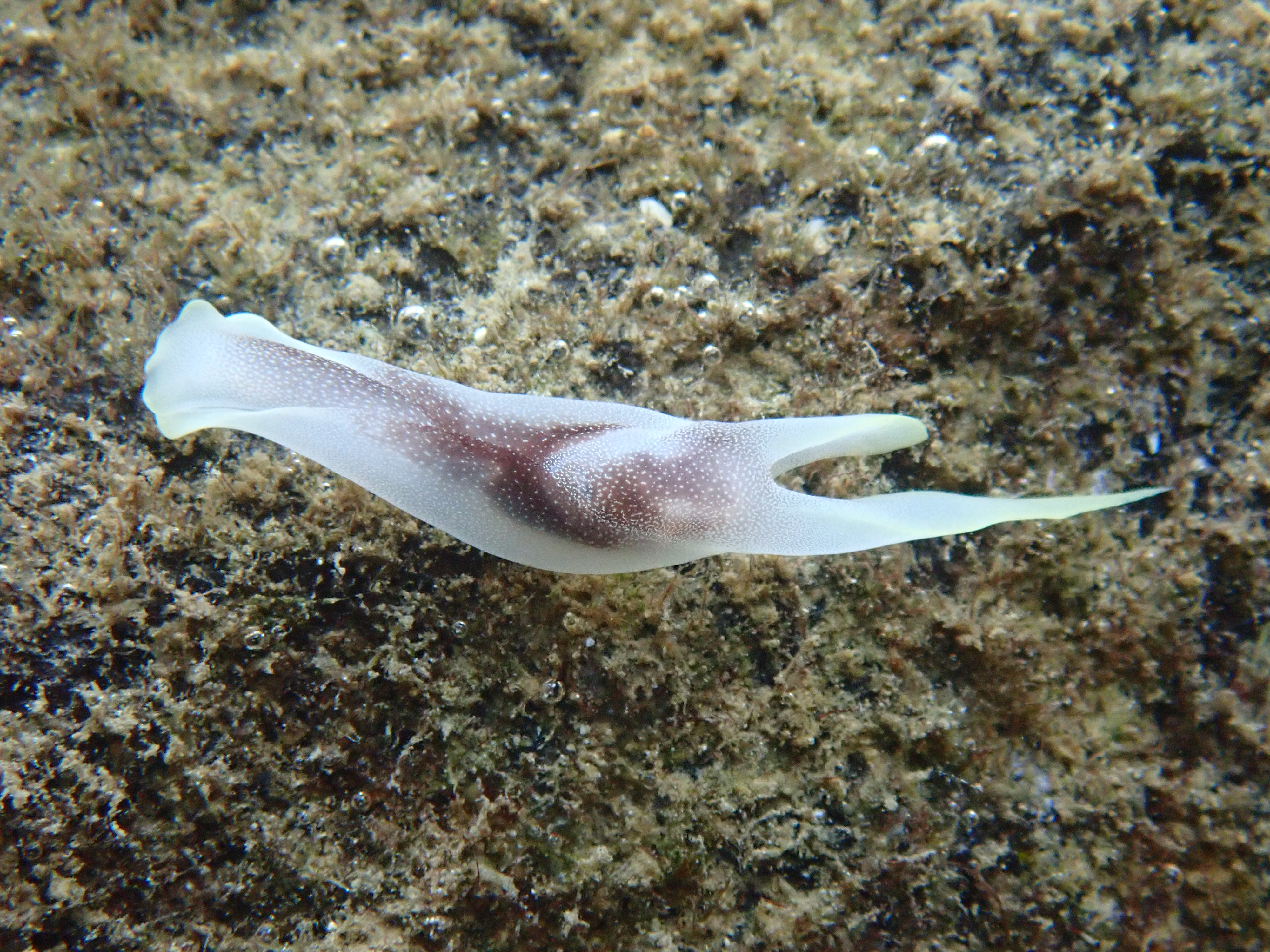 Liberated Pleurobranch (Pleurobranchus forskalii)