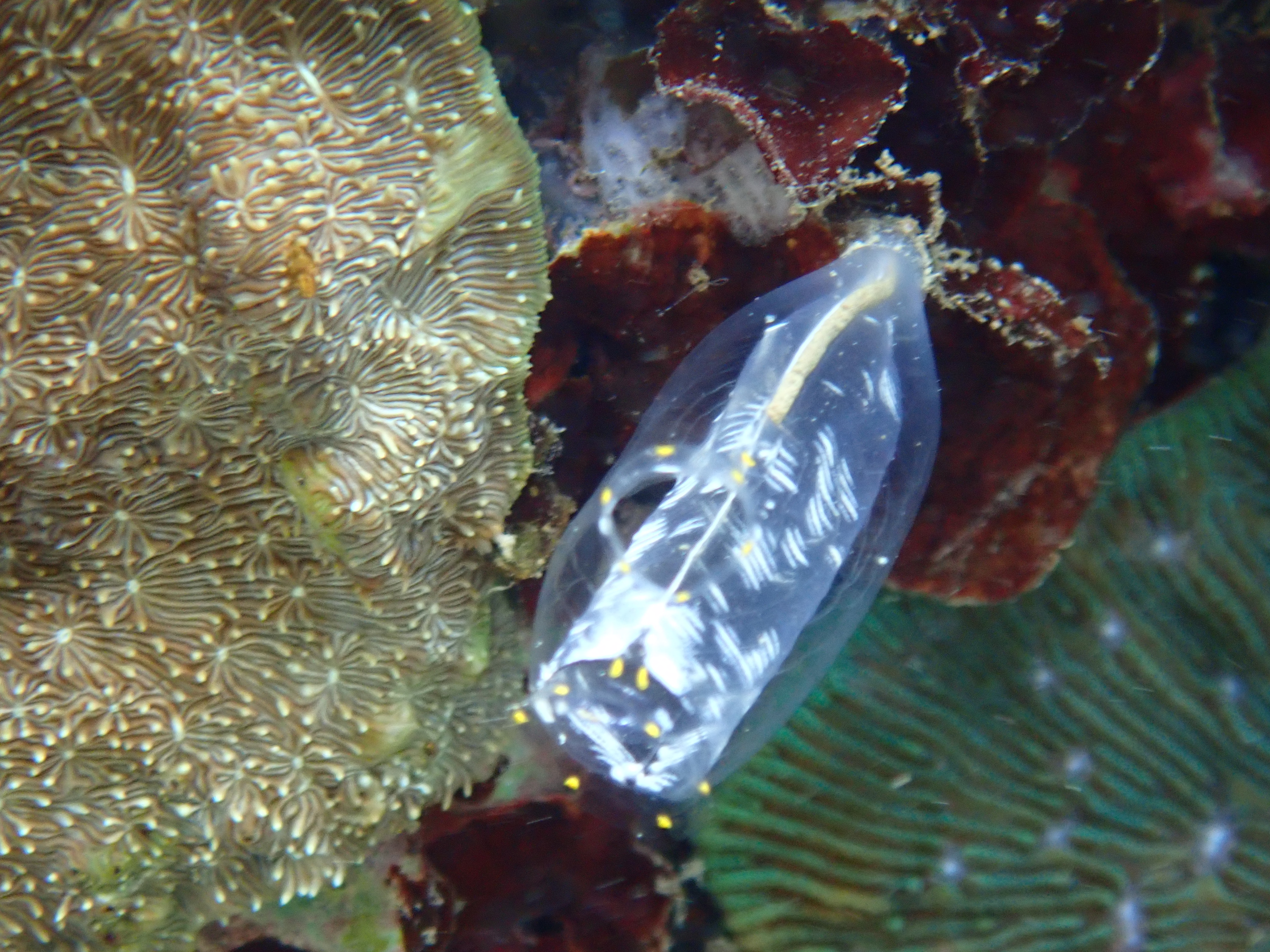 Sea Squirt (Didemnum molle)