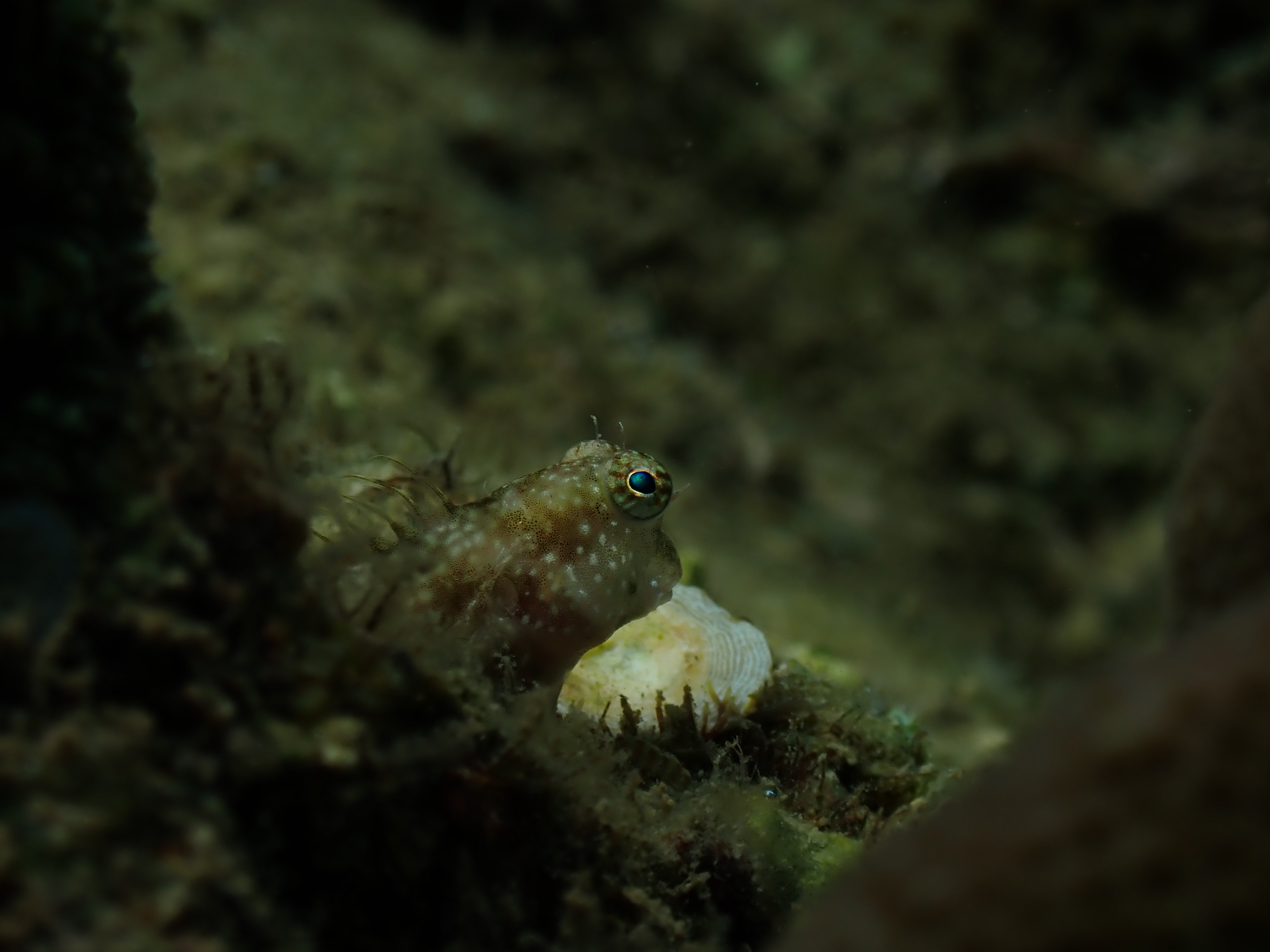 Horned Blenny (Hypsoblennius sordidus)