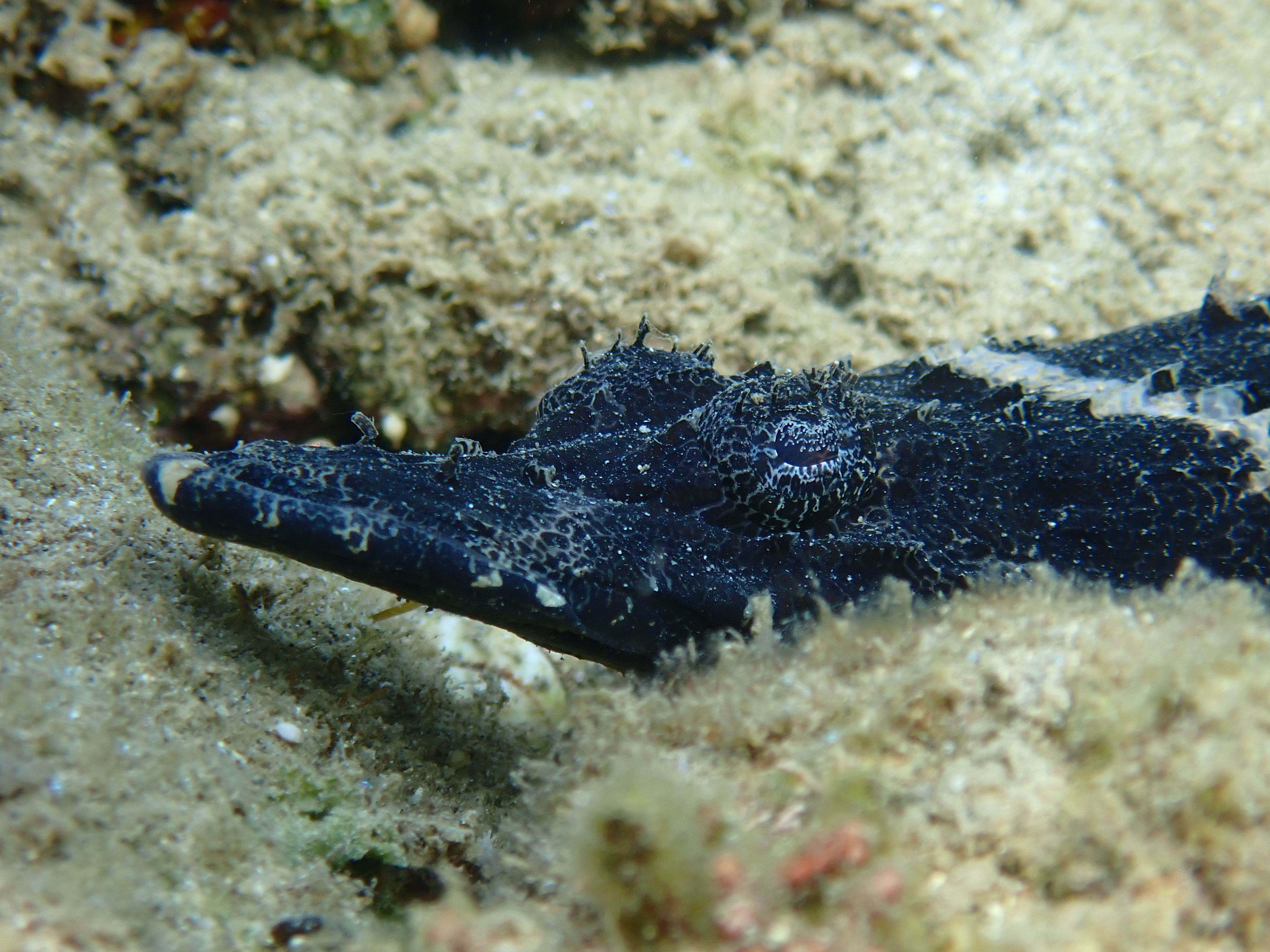 Sargassum Fish (Histrio histrio)