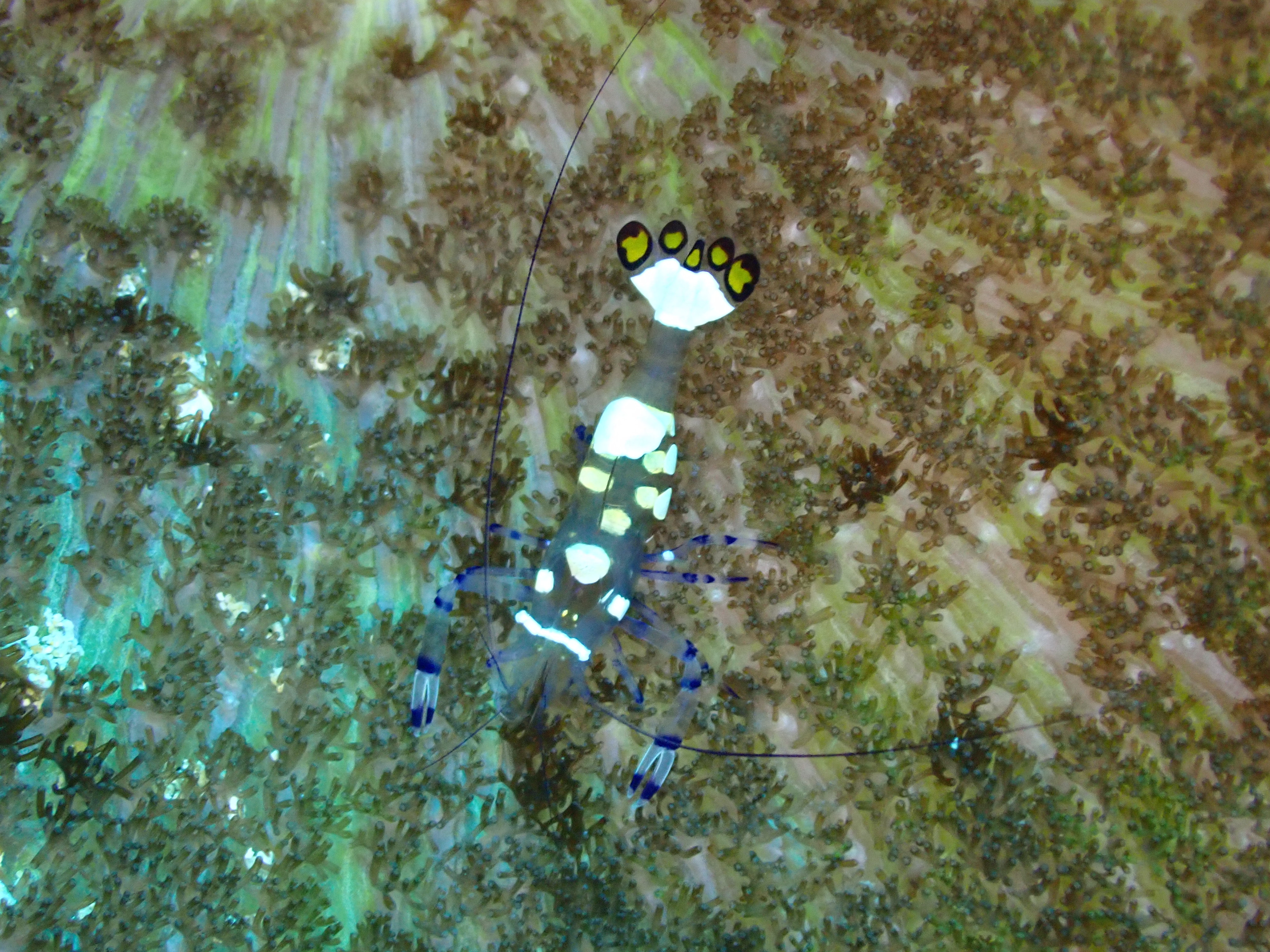 Harlequin Shrimp (Hymenocera picta)