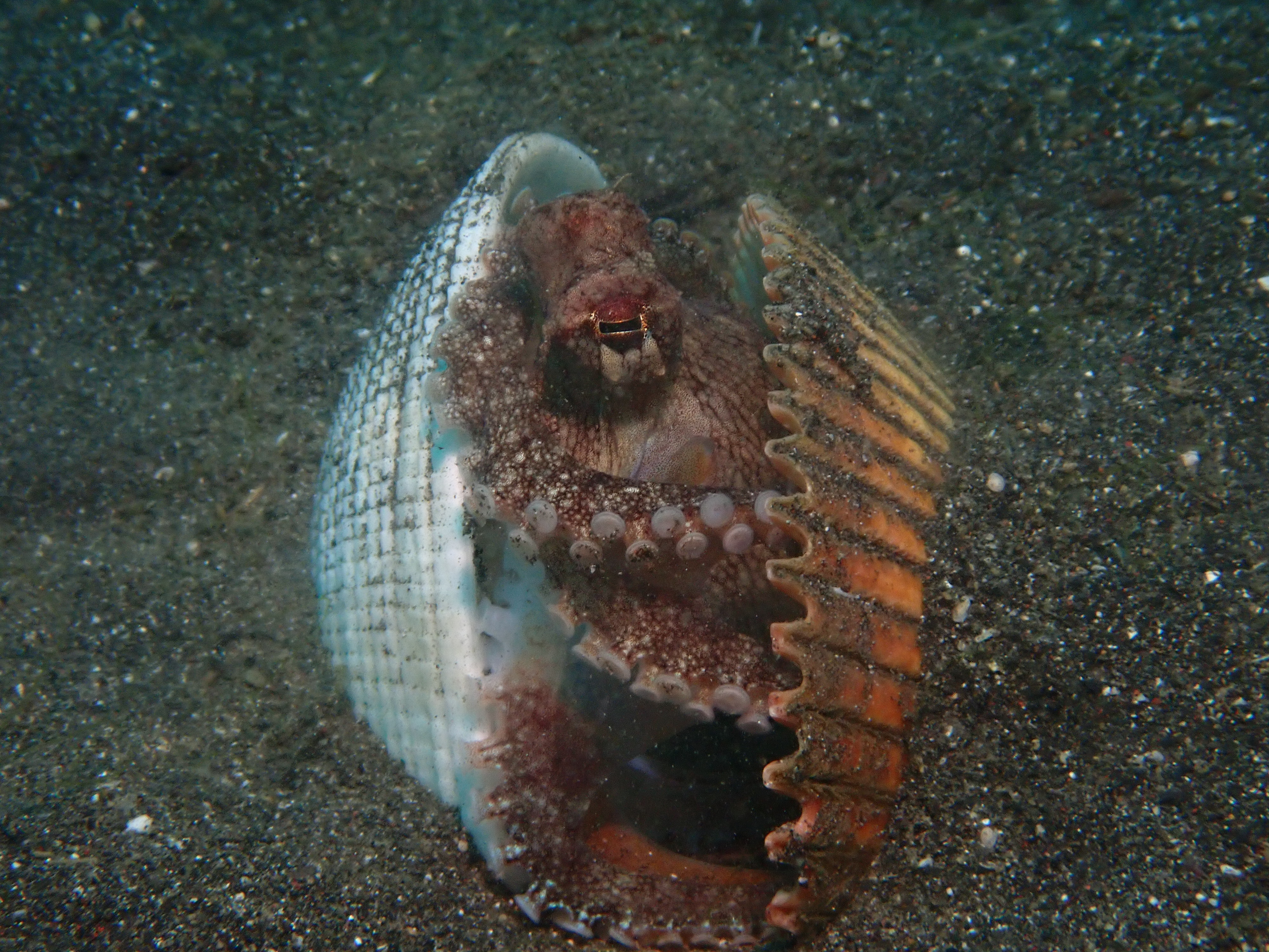 Coconut Octopus (Amphioctopus marginatus)