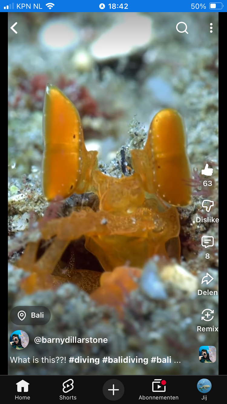 Mantis Shrimp (Odontodactylus scyllarus)