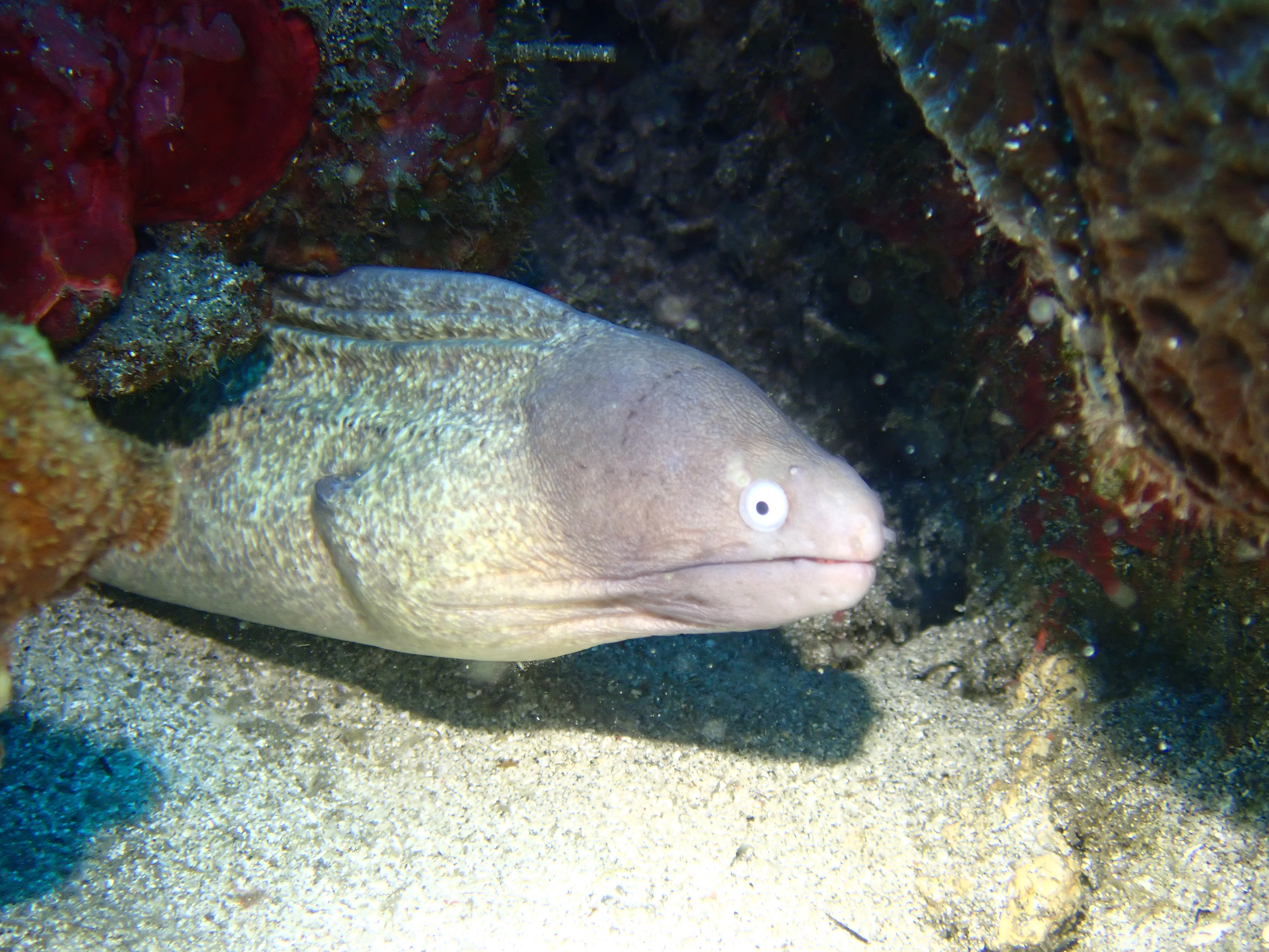 Gray Moray (Gymnothorax griseus)