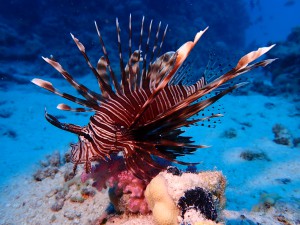 Red Lionfish photo 6