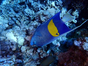Yellowbar Angelfish photo 2