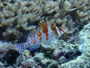 Longnose Hawkfish photo