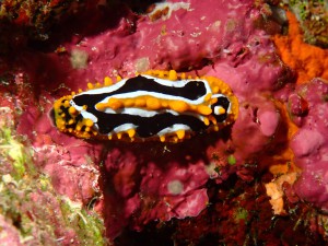 Phyllidia varicosa photo 7