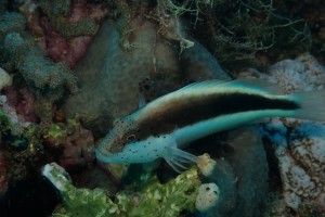 hawkfish photo 1