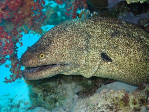 Giant Moray photo 7