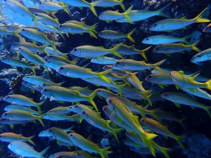 Yellowfin Goatfish photo 2