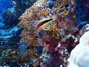 Freckled Hawkfish photo 2