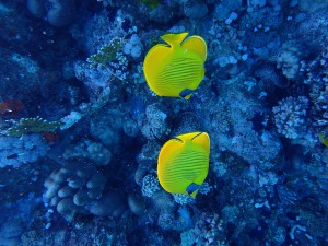 Masked Butterflyfish photo 4
