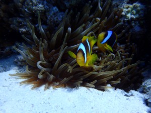 Clark's Anemonefish photo 8