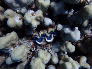 Giant Clam photo 5