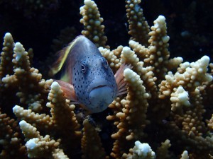 Freckled Hawkfish photo 1