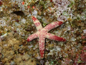 Chocolate Chip Sea Star photo 2