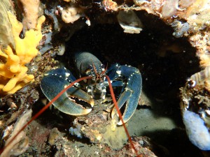European Lobster photo 2
