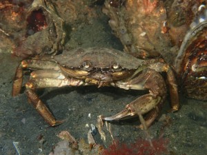 European Green Crab photo 3
