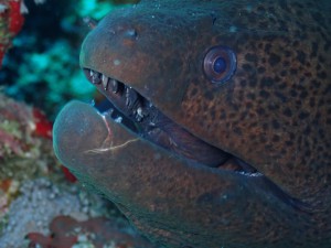 Giant Moray photo 4