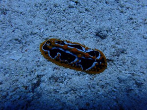 Phyllidia varicosa photo 6