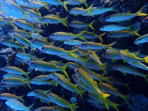 Yellowfin Goatfish photo 1