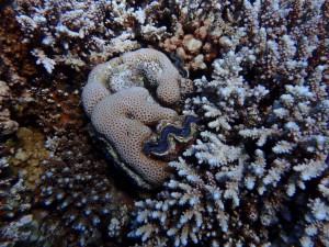Giant Clam photo 4