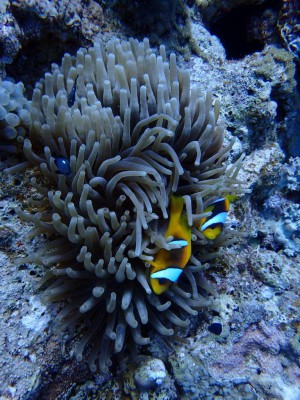 Clark's Anemonefish photo 6