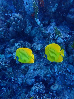 Masked Butterflyfish photo 2