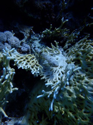 crocodilefish photo 3