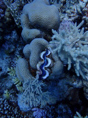 Giant Clam photo 3